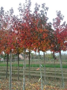 Liquidambar s. 'Worplesdon' 16-18 STA WRB 3 X V - image 5