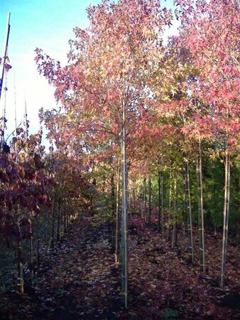 Liquidambar s. 'Worplesdon' 16-18 STA WRB 3 X V - image 1