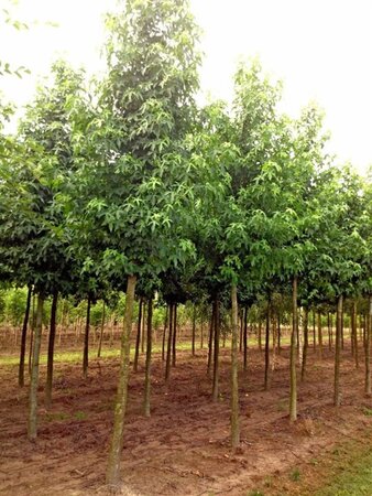 Liquidambar s. 'Worplesdon' 18-20 Hoogstam draadkluit 3 X verplant - afbeelding 4