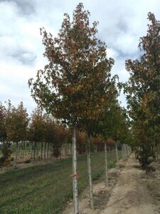 Liquidambar s. 'Worplesdon' 18-20 Hoogstam draadkluit 3 X verplant - afbeelding 8