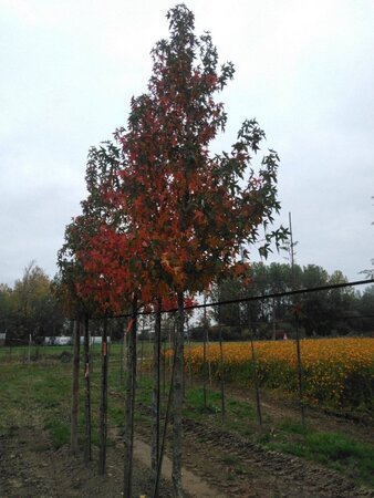 Liquidambar s. 'Worplesdon' 18-20 Hoogstam draadkluit 3 X verplant - afbeelding 3