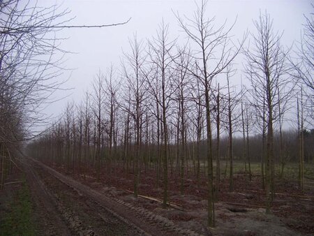 Liquidambar s. 'Worplesdon' 18-20 Hoogstam draadkluit 3 X verplant - afbeelding 5