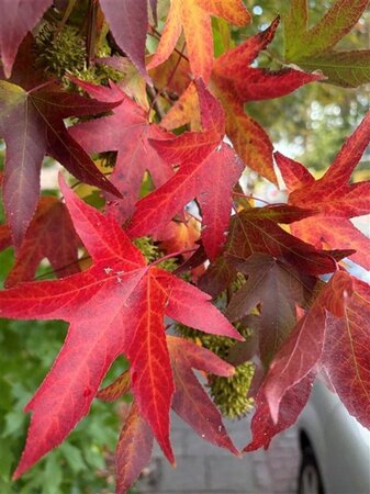 Liquidambar s. 'Worplesdon' 18-20 STA WRB 3 X V - image 6