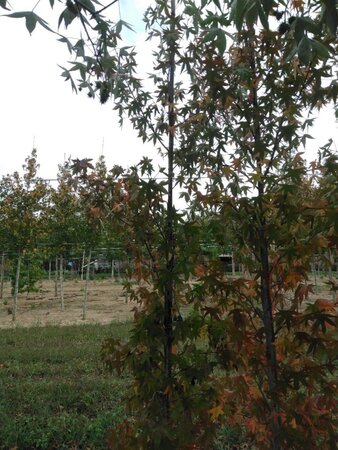 Liquidambar s. 'Worplesdon' 6-8 cm met kluit geveerd - afbeelding 3