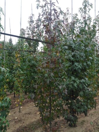 Liquidambar s. 'Worplesdon' 6-8 cm met kluit geveerd - afbeelding 2