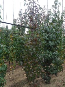 Liquidambar s. 'Worplesdon' 6-8 cm met kluit geveerd - afbeelding 2
