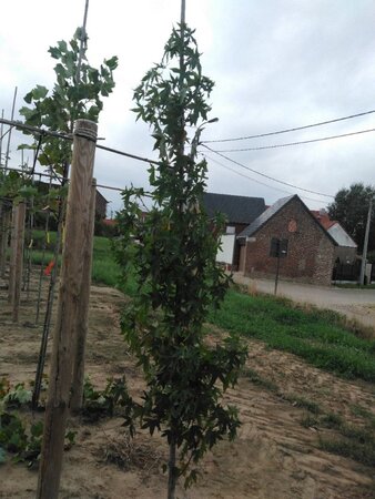 Liquidambar s. 'Worplesdon' 6-8 cm met kluit geveerd - afbeelding 1