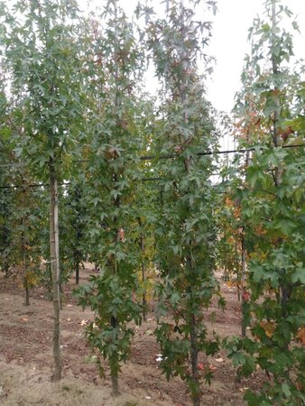Liquidambar s. 'Worplesdon' 8-10 cm met kluit geveerd - afbeelding 3