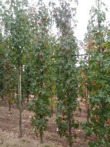 Liquidambar s. 'Worplesdon' 8-10 cm met kluit geveerd - afbeelding 3