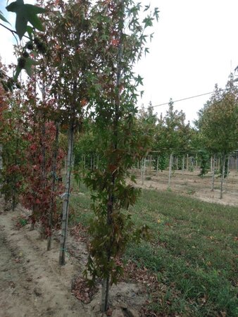 Liquidambar s. 'Worplesdon' 8-10 cm met kluit geveerd - afbeelding 1