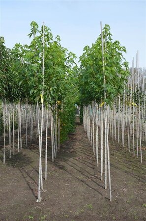 Liquidambar s. 'Worplesdon' 8-10 cm met kluit geveerd - afbeelding 2