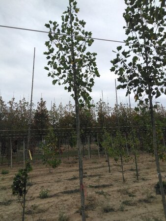 Liriodendron t. 'Aureomarginat.' 10-12 Hoogstam met kluit