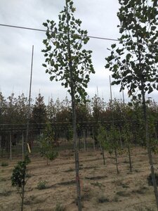 Liriodendron t. 'Aureomarginat.' 10-12 Hoogstam met kluit