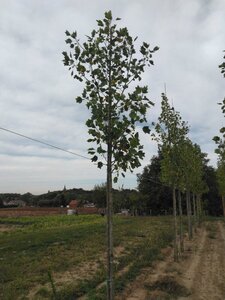 Liriodendron t. 'Aureomarginat.' 12-14 Hoogstam draadkluit 2 X verplant