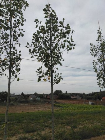 Liriodendron t. 'Aureomarginat.' 14-16 STA WRB 2 X V