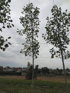 Liriodendron t. 'Aureomarginat.' 16-18 Hoogstam draadkluit 3 X verplant