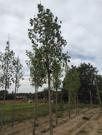 Liriodendron t. 'Aureomarginat.' 18-20 STA WRB 3 X V