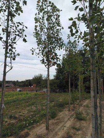 Liriodendron t. 'Aureomarginat.' 20-25 Hoogstam draadkluit 3 X verplant