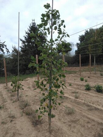Liriodendron t. 'Aureomarginat.' 6-8 cm met kluit geveerd