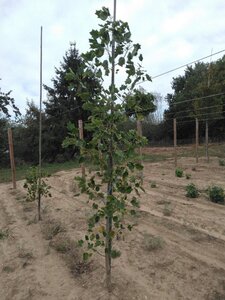 Liriodendron t. 'Aureomarginat.' 6-8 cm met kluit geveerd