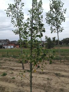 Liriodendron t. 'Aureomarginat.' 8-10 cm met kluit geveerd
