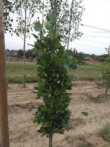Liriodendron t. 'Fastigiatum' 150-175 cm met kluit geveerd