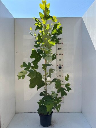 Liriodendron tulipifera 150-175 cm cont. 5,0L