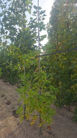 Liriodendron tulipifera 6-8 Hoogstam met kluit