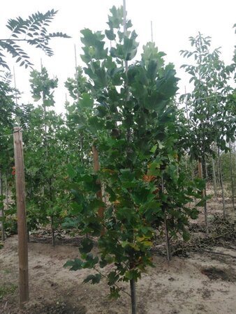 Liriodendron tulipifera 6-8 cm met kluit geveerd - afbeelding 2