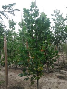 Liriodendron tulipifera 6-8 cm met kluit geveerd - afbeelding 2