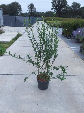 Ligustrum vulg. 'Atrovirens' 100-125 cm cont. 10L - afbeelding 1