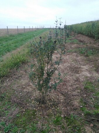Ligustrum vulg. 'Atrovirens' 100-125 cm wortelgoed struik