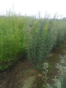 Ligustrum vulg. 'Atrovirens' 125-150 cm wortelgoed struik
