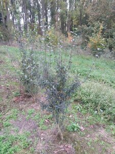 Ligustrum vulg. 'Atrovirens' 125-150 cm BR bushes - image 2