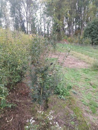 Ligustrum vulg. 'Atrovirens' 150-175 cm wortelgoed struik