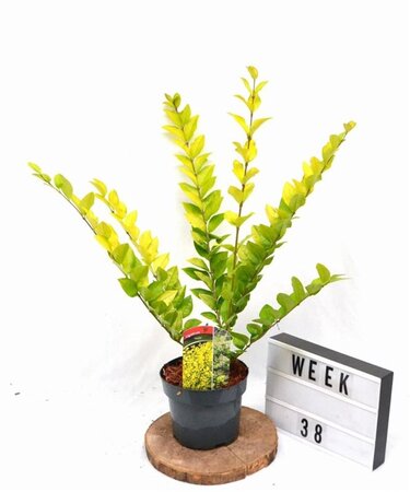 Ligustrum 'Vicaryi' 30-40 cm cont. 3,0L - afbeelding 5