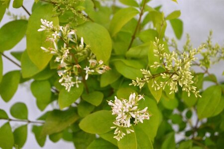 Ligustrum 'Vicaryi' 30-40 cm cont. 3,0L - afbeelding 4