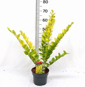 Ligustrum 'Vicaryi' 30-40 cm cont. 3,0L - afbeelding 6