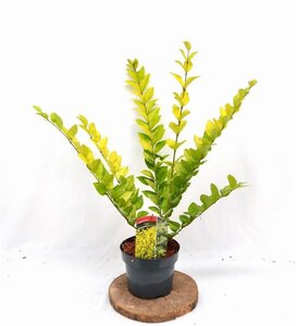 Ligustrum 'Vicaryi' 30-40 cm cont. 3,0L - afbeelding 7