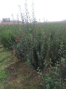 Ligustrum vulgare 125-150 cm wortelgoed 3-5 tak struik - afbeelding 2