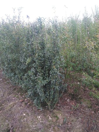Ligustrum vulgare 125-150 cm wortelgoed 3-5 tak struik - afbeelding 1