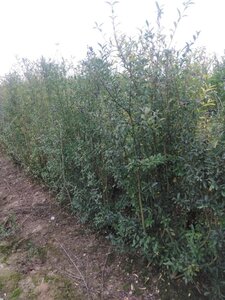 Ligustrum vulgare 150-175 cm wortelgoed 3-5 tak struik