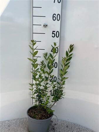 Ligustrum vulgare 30-40 cm cont. 2,0L