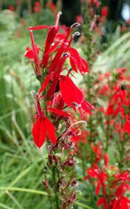 Lobelia cardinalis geen maat specificatie 0,55L/P9cm