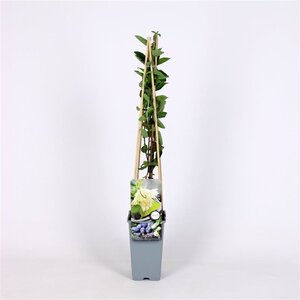 Lonicera c. kamtschatica 70 cm vierkant 2L - afbeelding 3