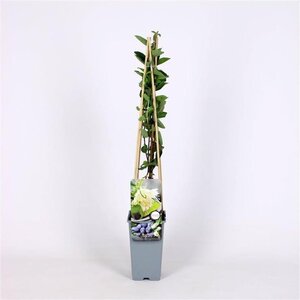 Lonicera c. kamtschatica 70 cm vierkant 2L - afbeelding 2