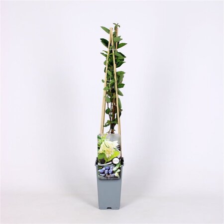 Lonicera c. kamtschatica 70 cm vierkant 2L - image 3