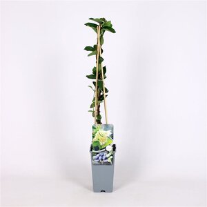 Lonicera c. 'Sinoglaska' 70 cm vierkant 2L