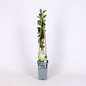 Lonicera c. 'Wojtek' 70 cm vierkant 2L