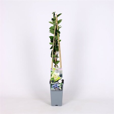 Lonicera c. 'Wojtek' 70 cm vierkant 2L